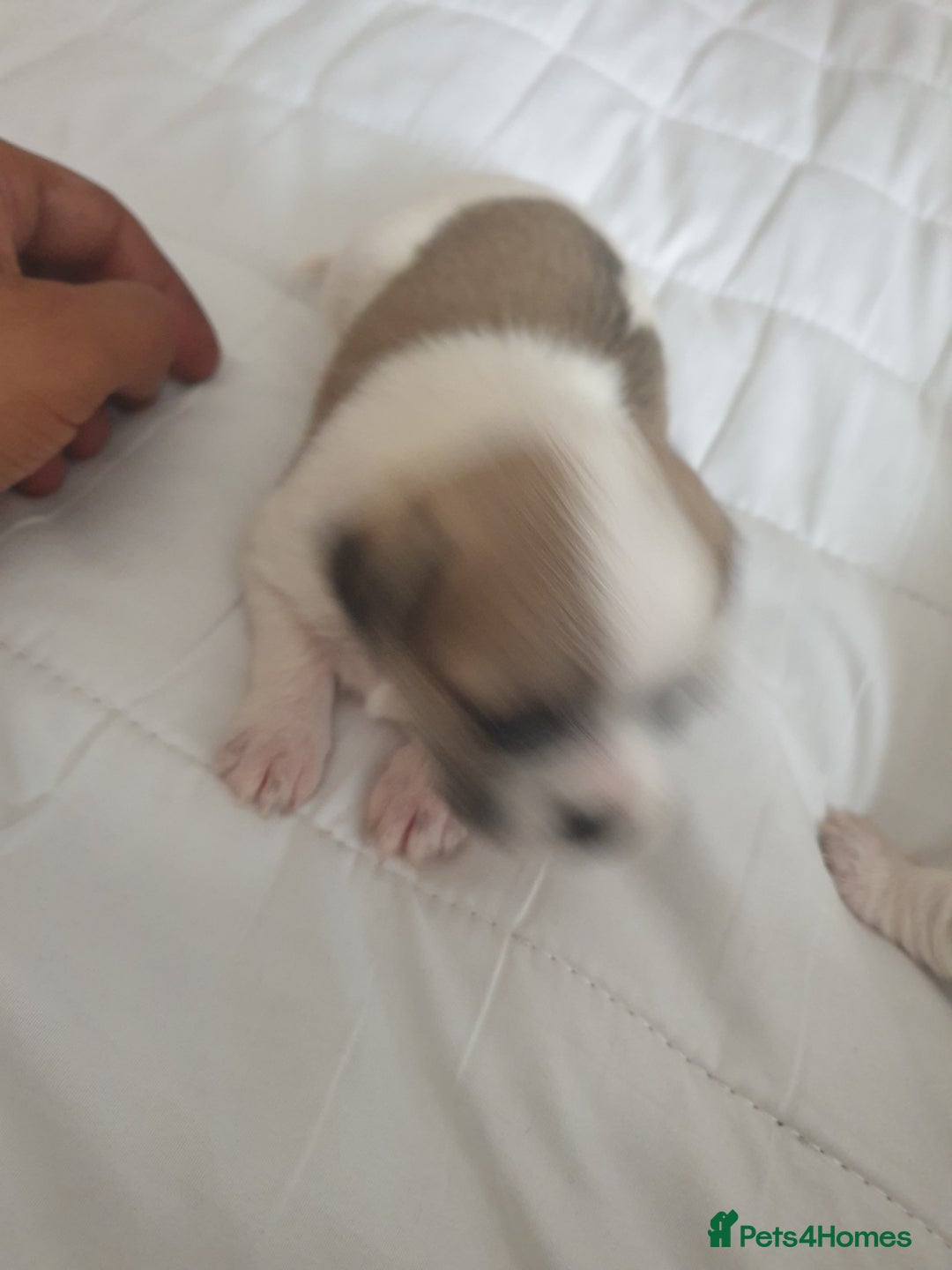 Mixed Breed dogs for sale: I. Selling puppies i have one boy and one girl - Image 2