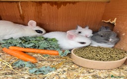 Netherland Dwarf rabbits for sale: Netherland dwarf babies - Image 2