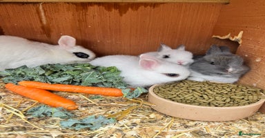 Netherland Dwarf rabbits - Advert 2