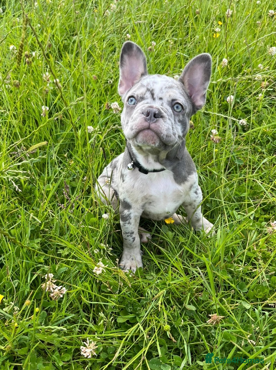 French Bulldog dogs Stunning French bulldog pups  - Advert 8