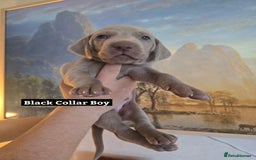 Weimaraner dogs for sale: *2 LEFT *BEAUTIFUL KC WEIM PUPS 2ND/FINAL LITTER  - Advert 14