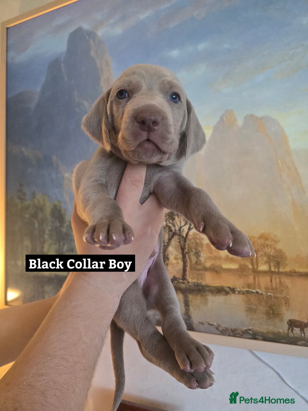 Weimaraner dogs for sale: *2 LEFT *BEAUTIFUL KC WEIM PUPS 2ND/FINAL LITTER  - Advert 14