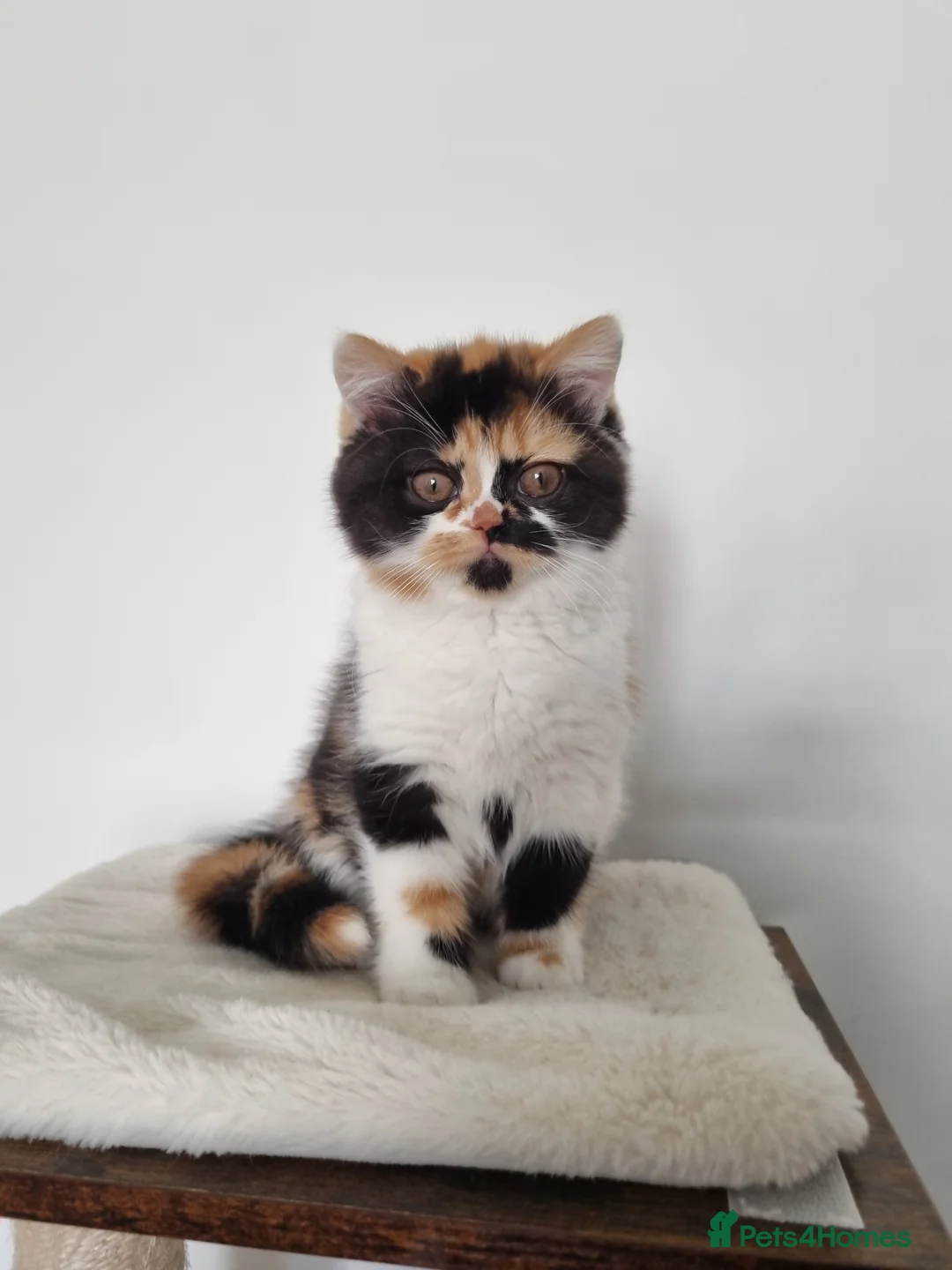 British Shorthair cats for sale: Exceptional British Shorthair & Longhair kittens - Advert 7