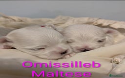 Maltese dogs for sale: Gorgeous KC pedigree Maltese puppy reduced price - Image 19