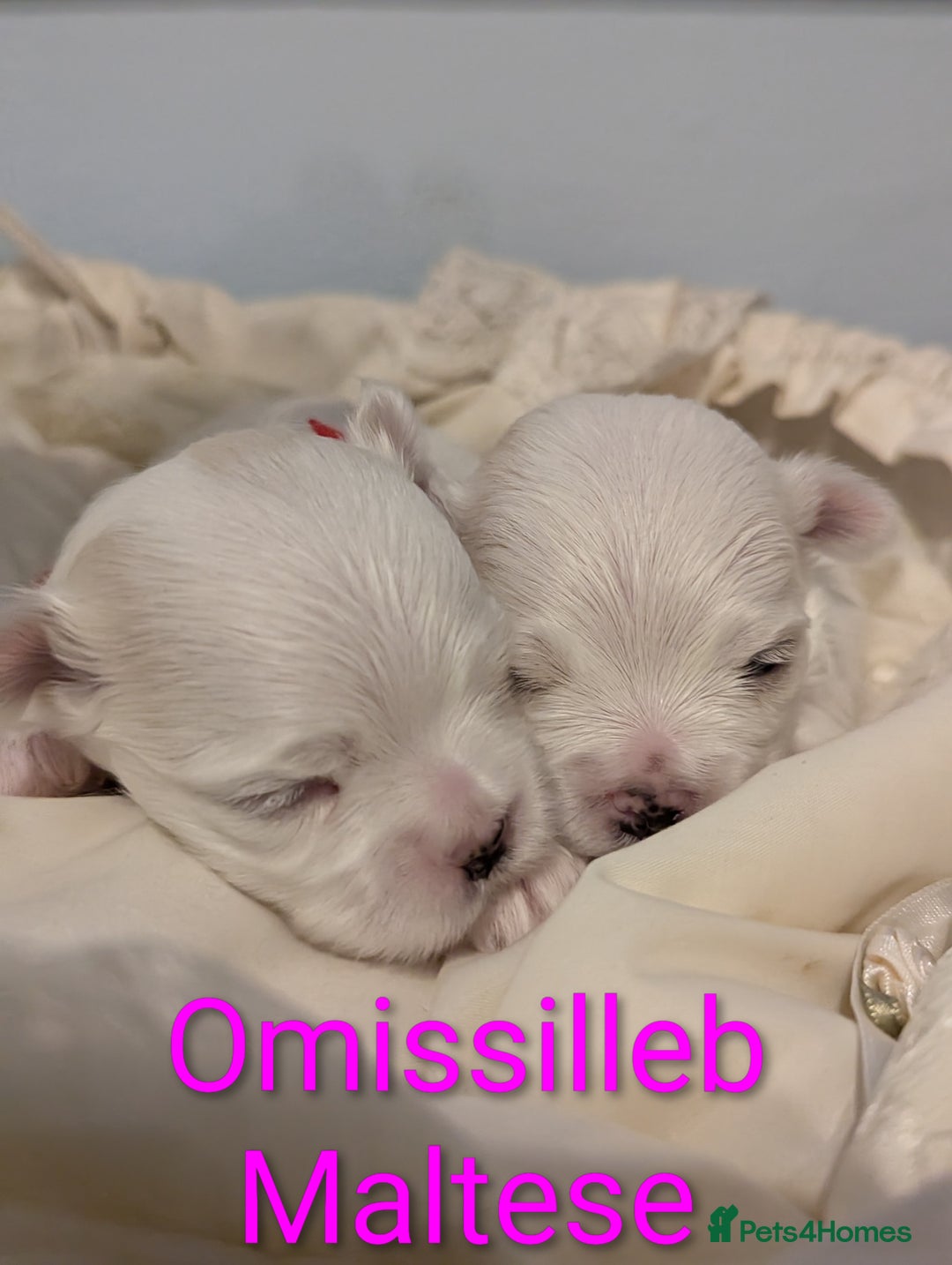 Maltese dogs for sale: Gorgeous KC pedigree Maltese puppy reduced price - Image 19