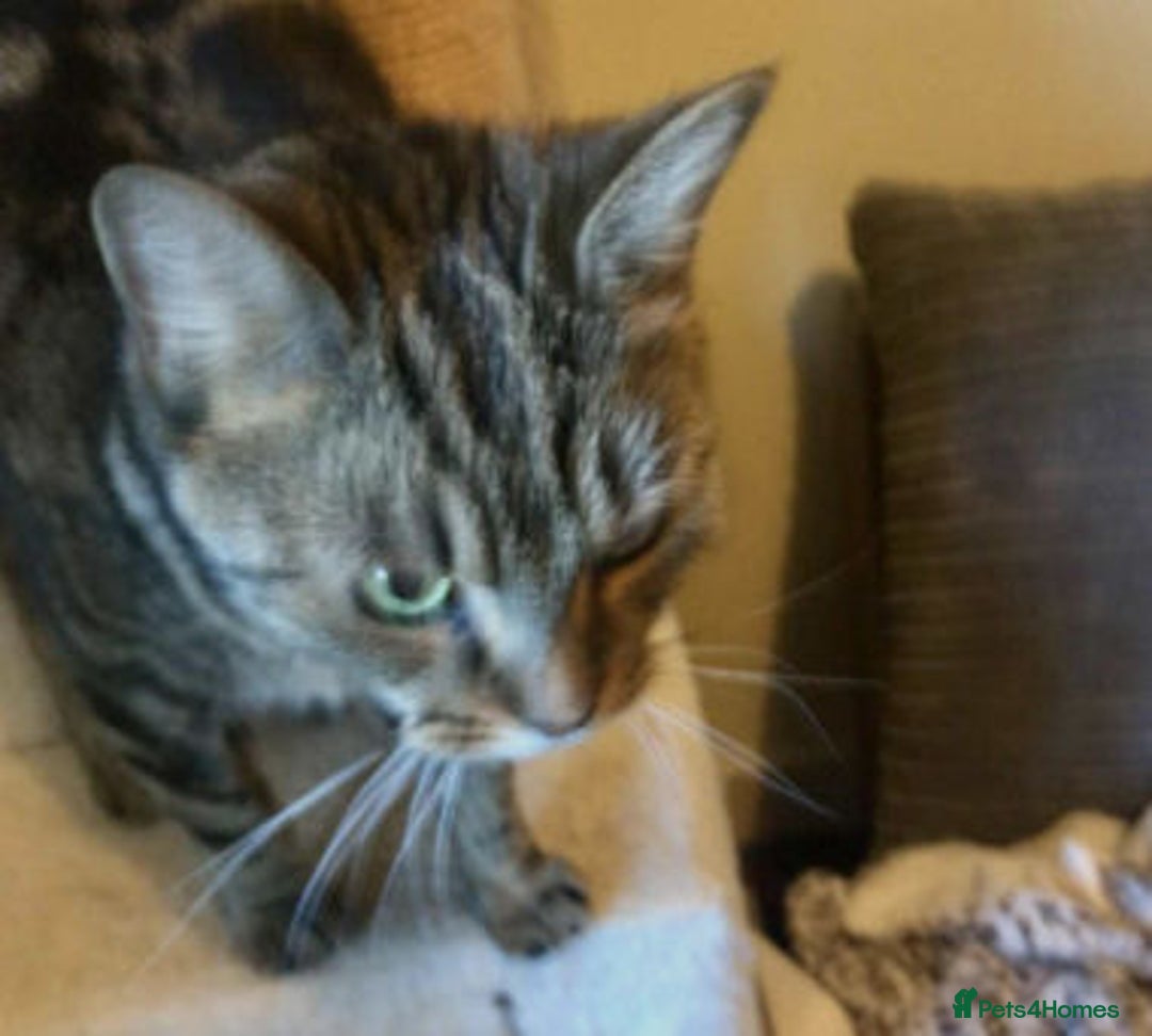 Mixed Breed cats for adoption: KENYA - Image 4