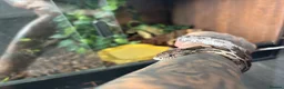 Corn Snake reptiles for sale: Corn snake  - Advert 9