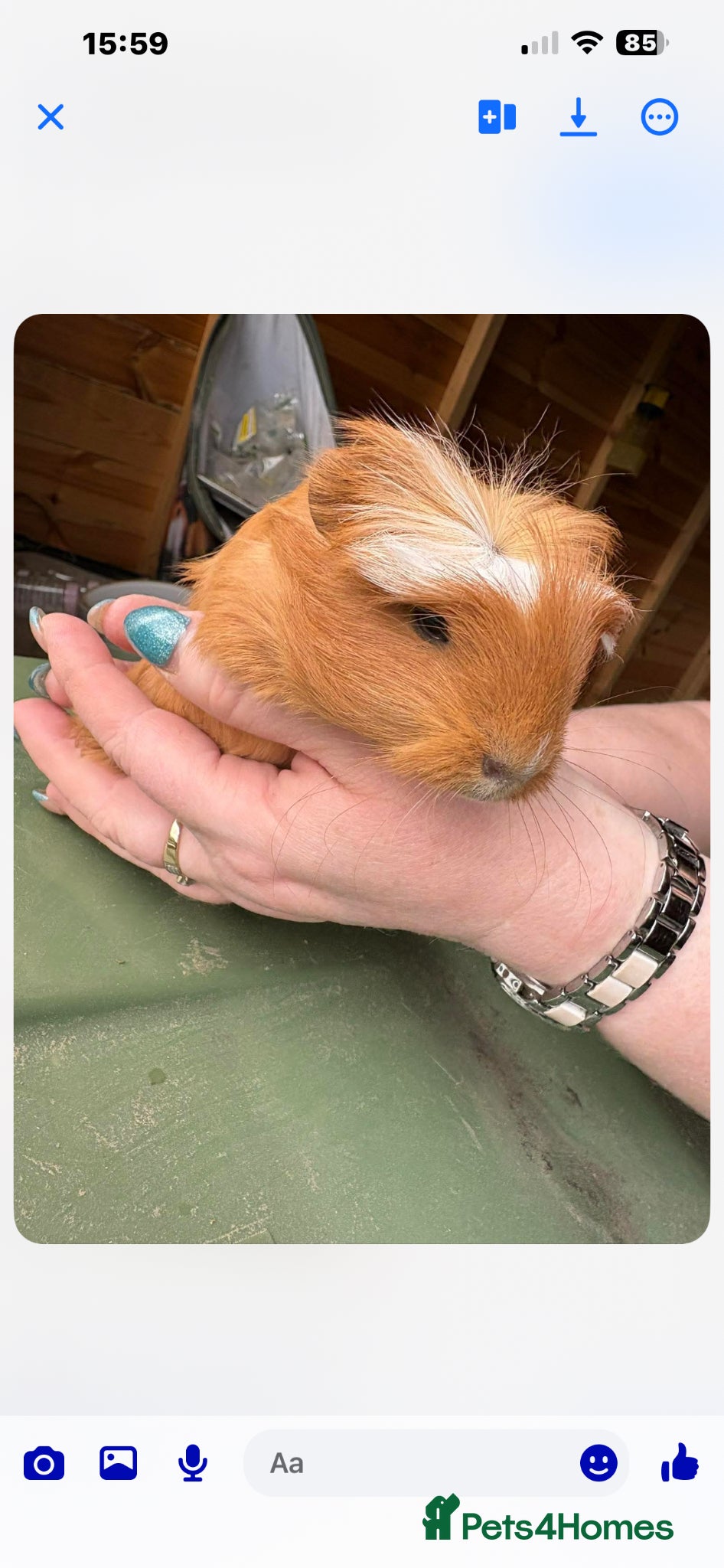 Guinea Pig rodents Male guinespig longhair  - Advert 4