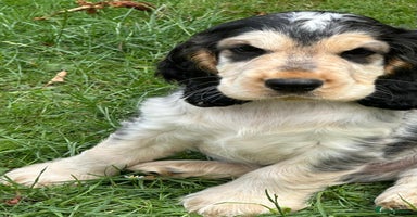 Cocker Spaniel dogs - Advert 6