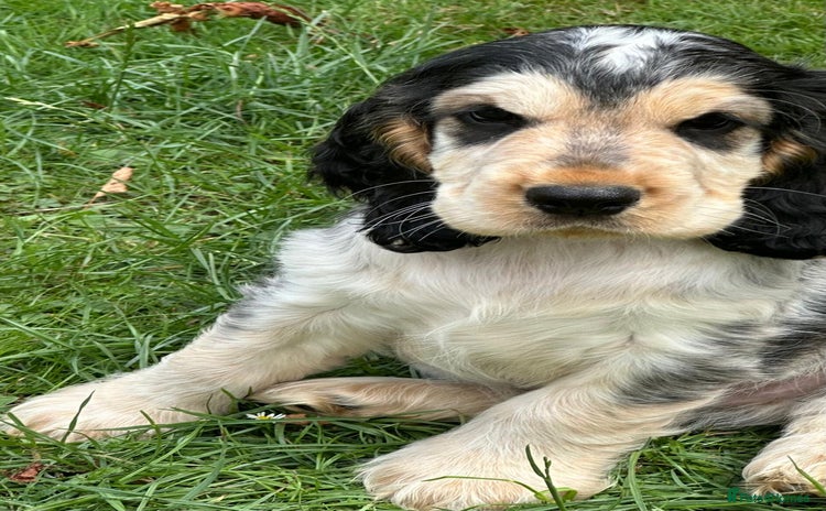 Cocker Spaniel dogs - Advert 2