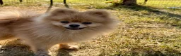 Pomeranian dogs for adoption: 🐾 Ulya – Female Pom Looking for a Forever Home 🐾 - Advert 5
