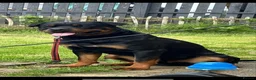 Rottweiler dogs for stud: Rottie male for stud in Ayr - Advert 8
