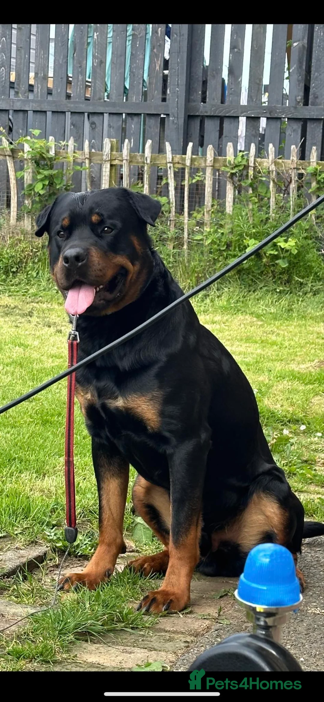 Rottweiler dogs for stud: Rottie male for stud in Ayr - Advert 8