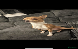 Chihuahua dogs for sale: Chihuahua - Chico 5 years old   - Image 1