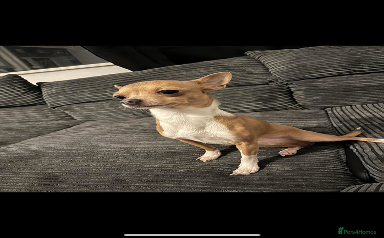 Chihuahua dogs - Advert 1