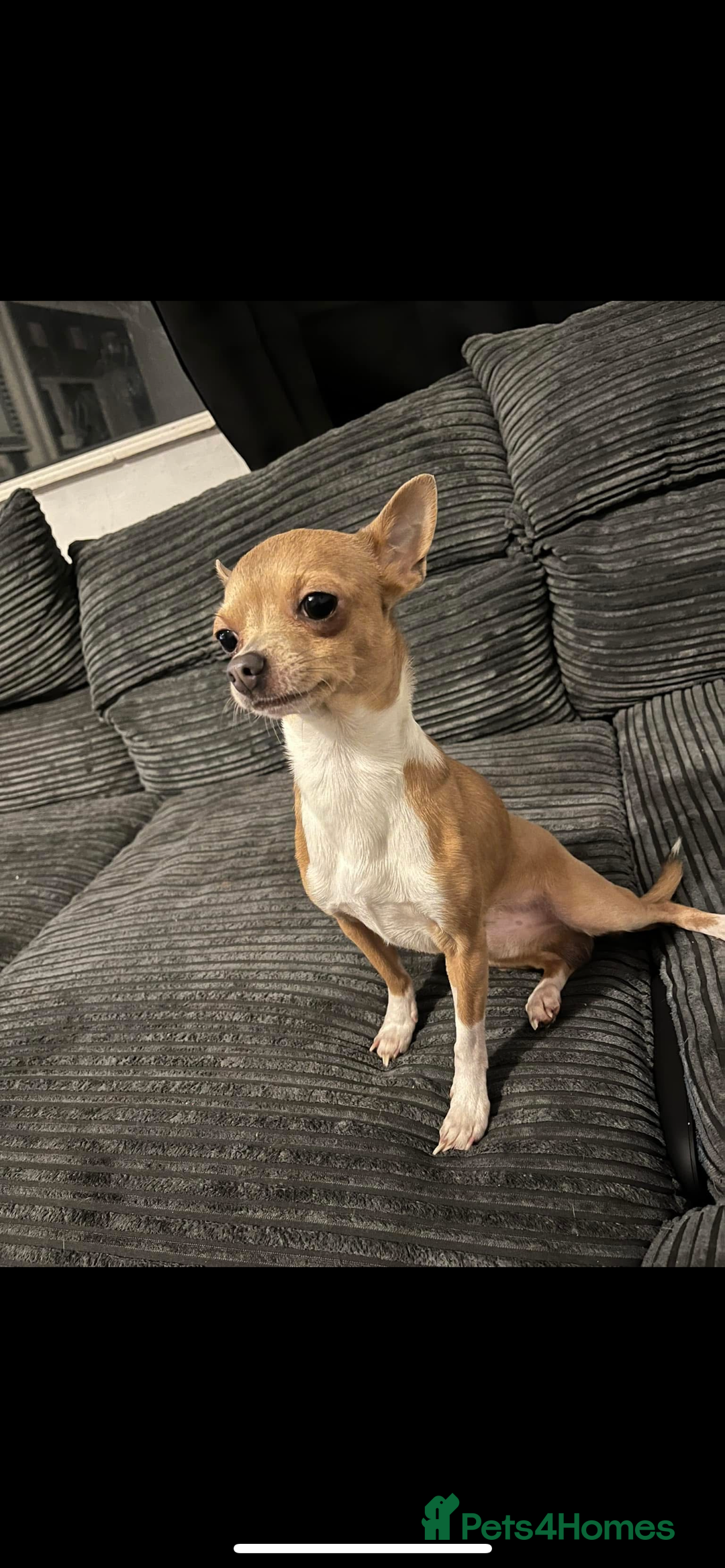 Chihuahua dogs for sale: Chihuahua - Chico 5 years old   - Image 1