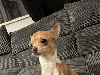 Chihuahua dogs - Advert 2