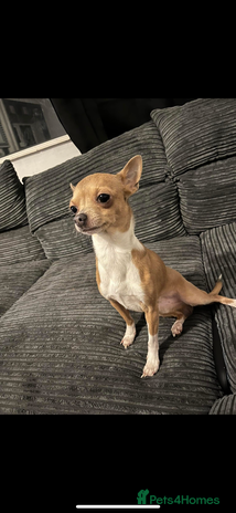 Chihuahua dogs - Advert 16