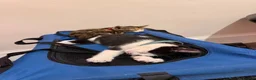 Russian Blue cats for sale: Meet Milo and kittens  - Advert 2