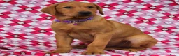 Labrador Retriever dogs for sale: 🩵🩵 2 KC Reg Dark Fox Red Labrador Pups!!🩵🩵  - Advert 12