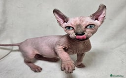 Sphynx cats for sale: Charming Tortie Kitten with TICA is ready now! - Image 14