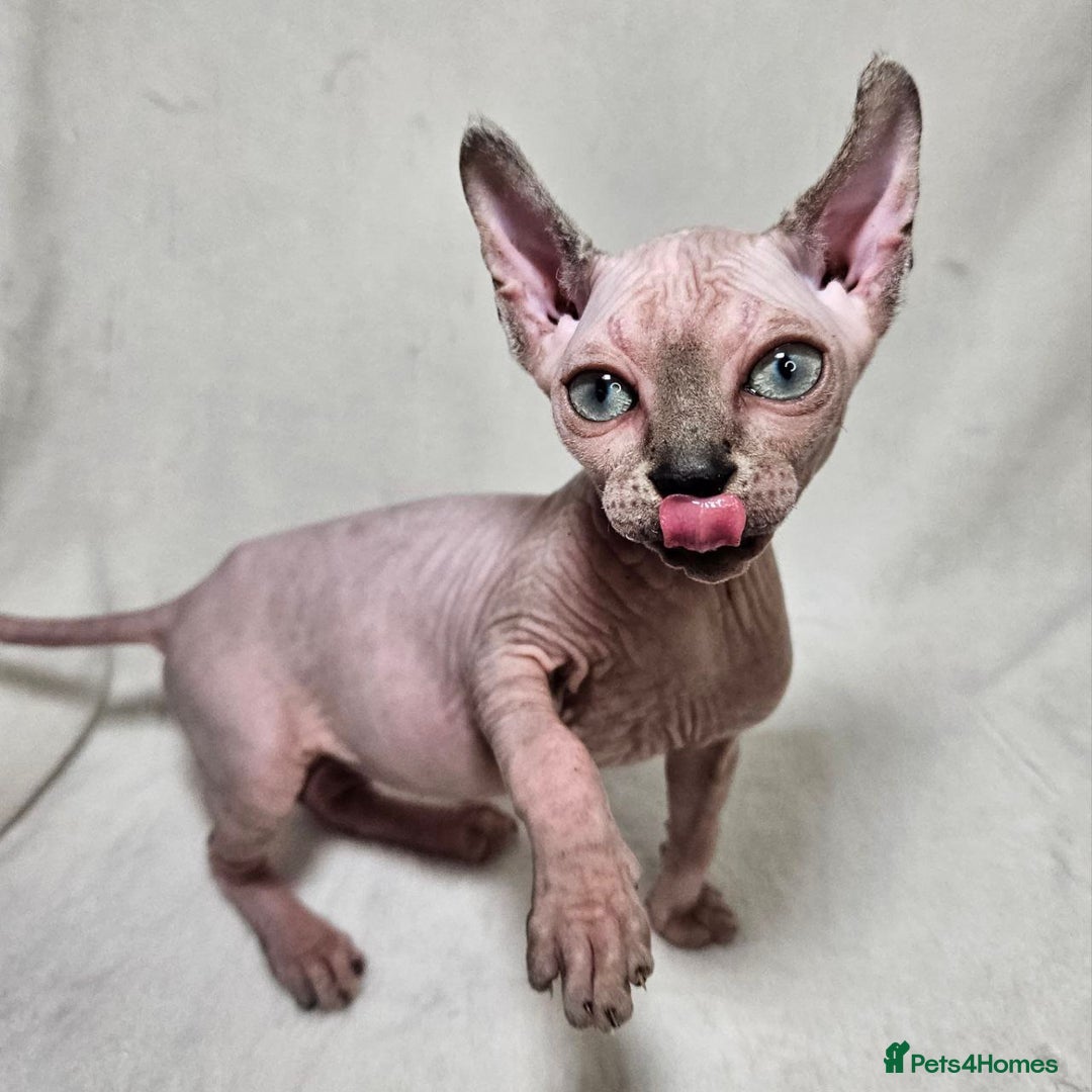 Sphynx cats for sale: Charming Tortie Kitten with TICA is ready now! - Image 14