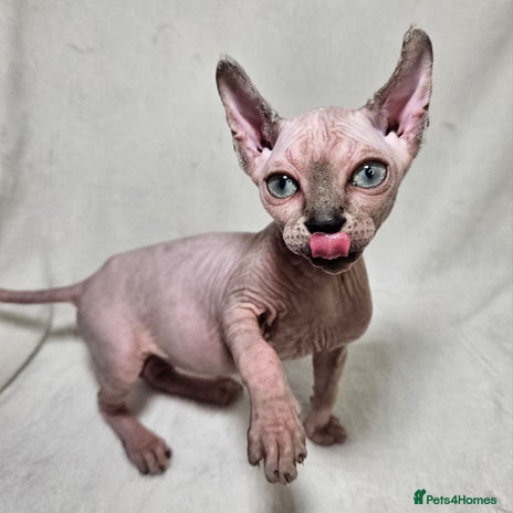 Sphynx cats - Advert 11