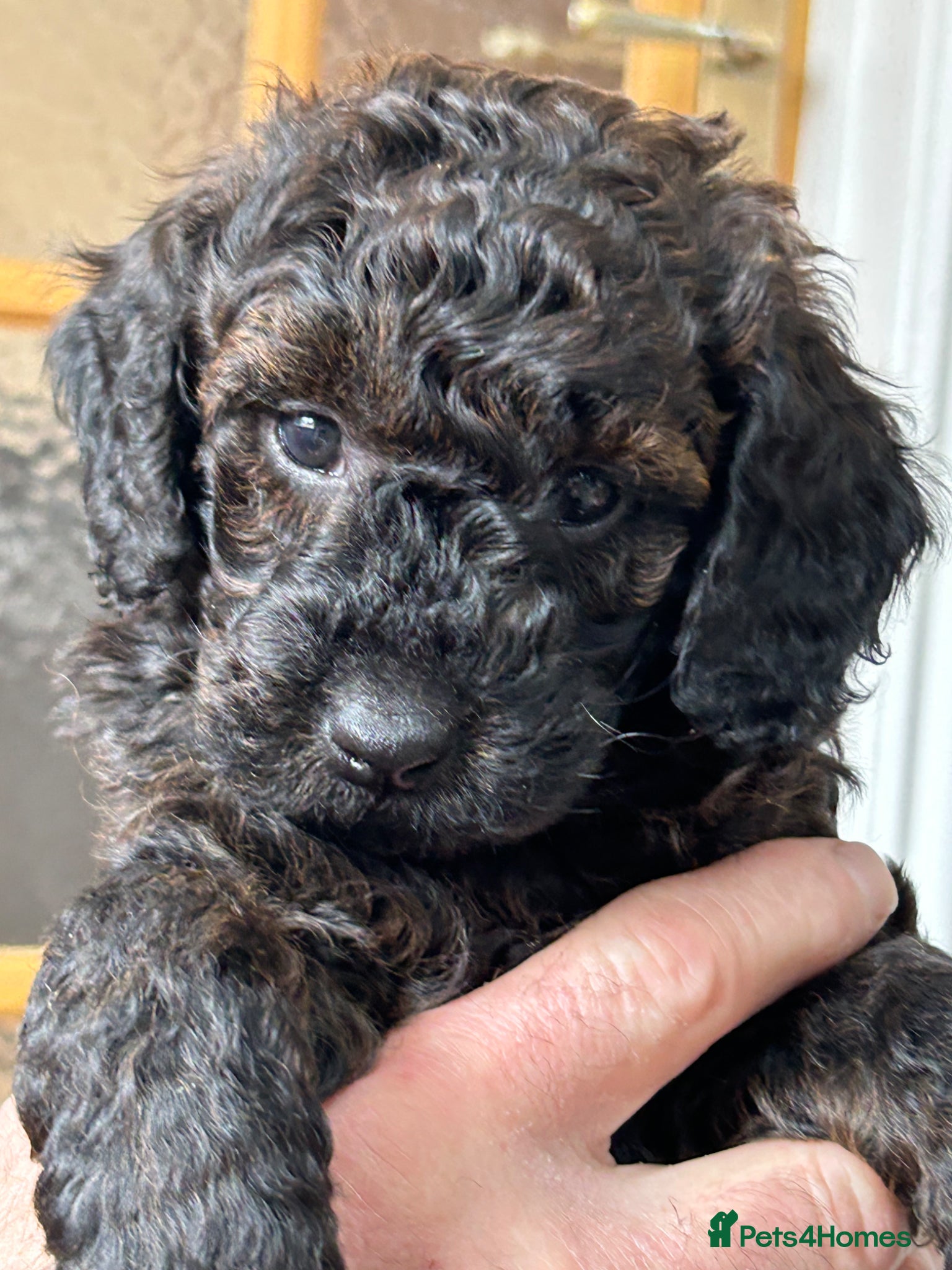 Mini Goldendoodle dogs  Gorgeous GOLDENDOODLES F1b  - Advert 2