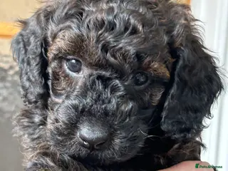 Mini Goldendoodle dogs Gorgeous GOLDENDOODLES F1b - Advert 9