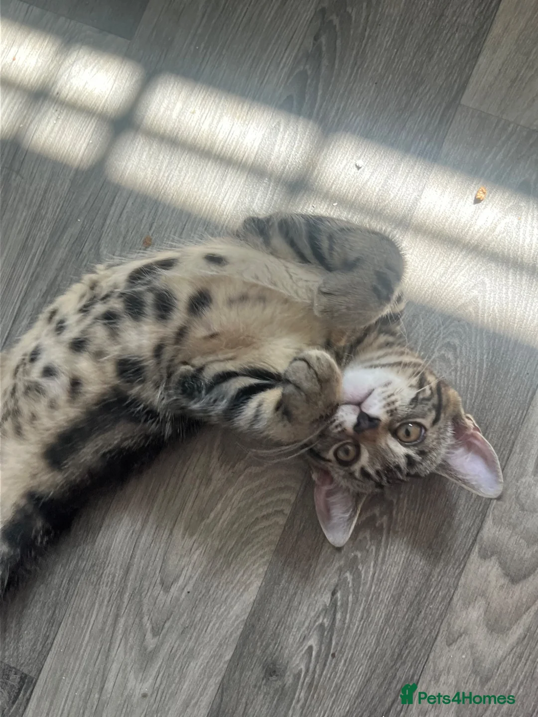 Mixed Breed cats for sale: Female tabby cat - Advert 2