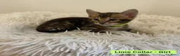 Bengal cats for sale: Luxury 5-Generation-Pegree Bengal Kittens in Blackburn - Advert 19