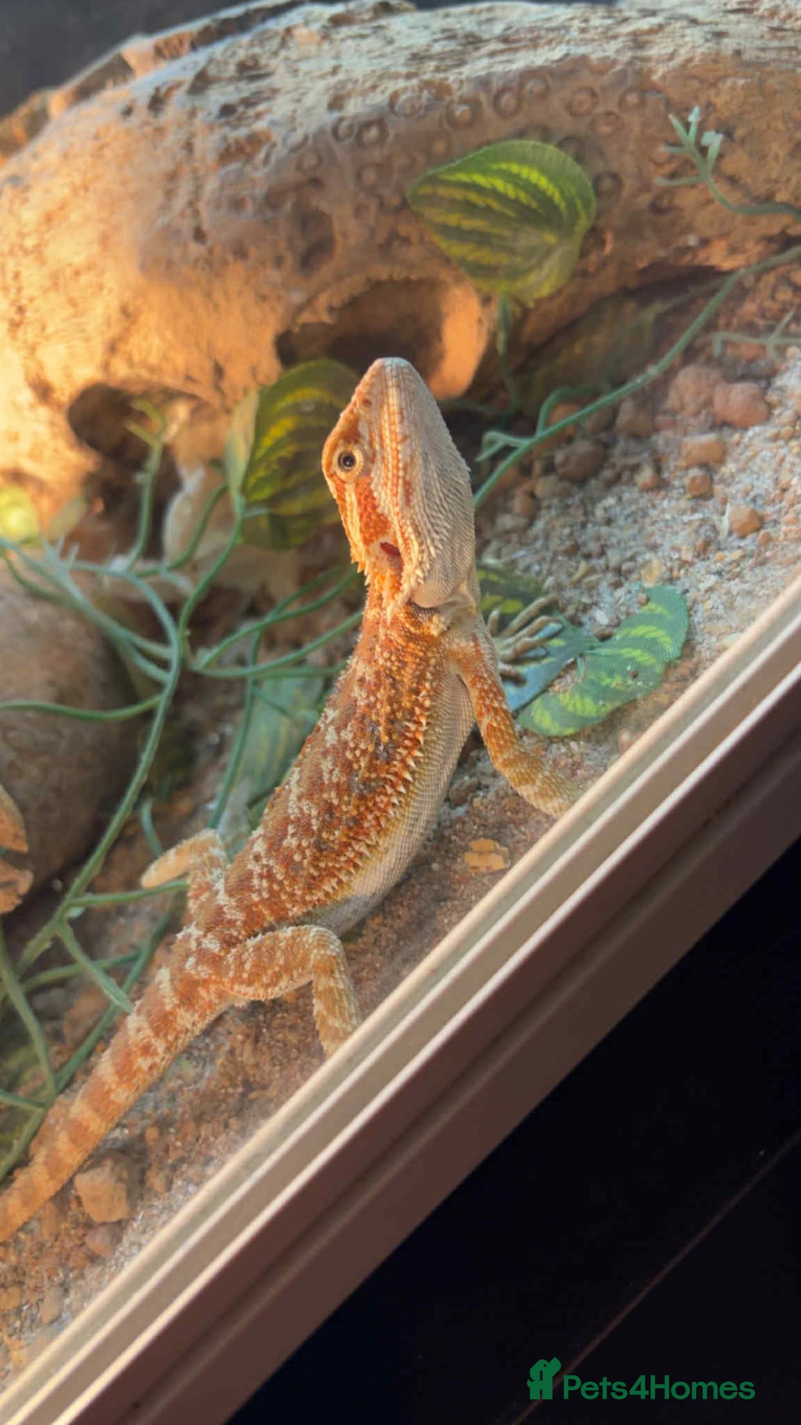 Bearded Dragon reptiles Young bearded dragon  - Advert 1