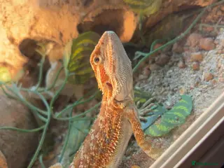 Bearded Dragon reptiles Young bearded dragon - Advert 1