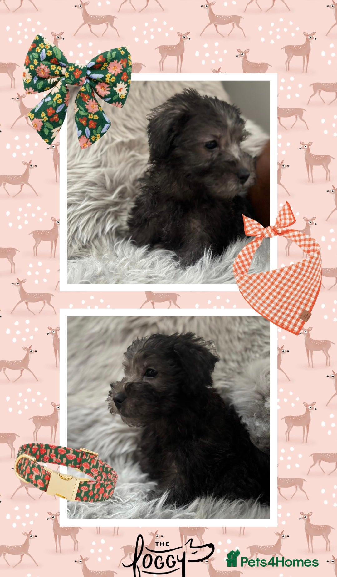 Westiepoo dogs Westiepoo puppies - Advert 2