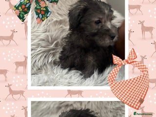 Westiepoo dogs Westiepoo puppies - Advert 2