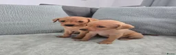 Labrador Retriever dogs for sale: Fox red labrador puppies  in Sunderland - Advert 20