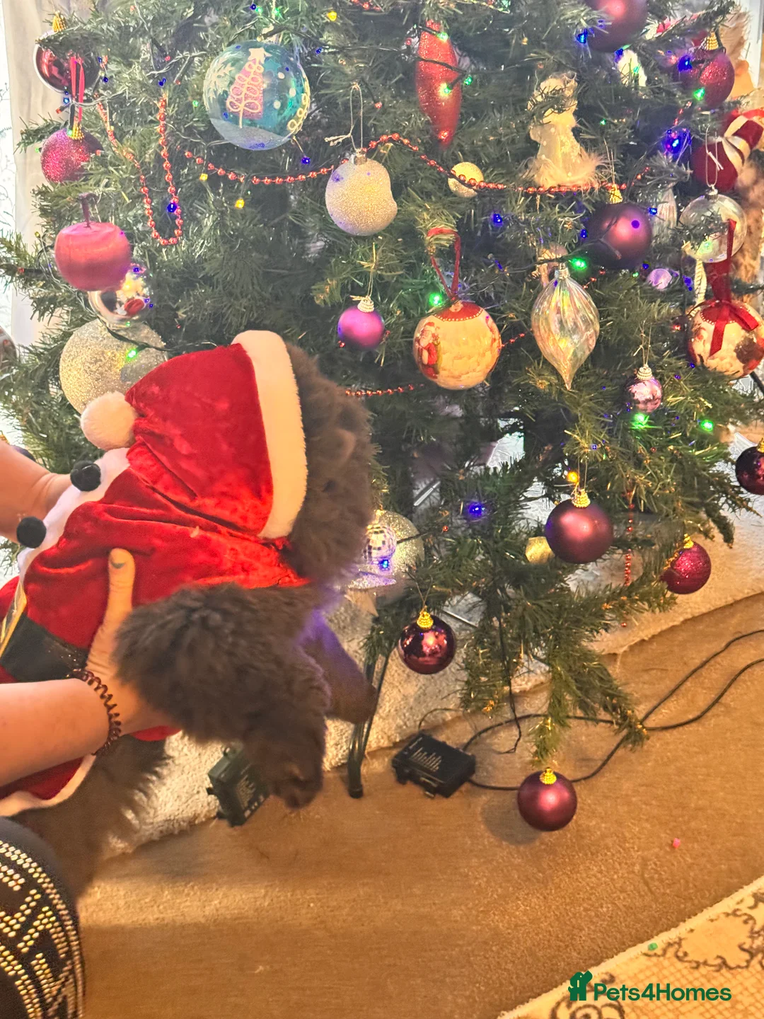 Chow Chow dogs for sale: Chow chow puppies  - Advert 5