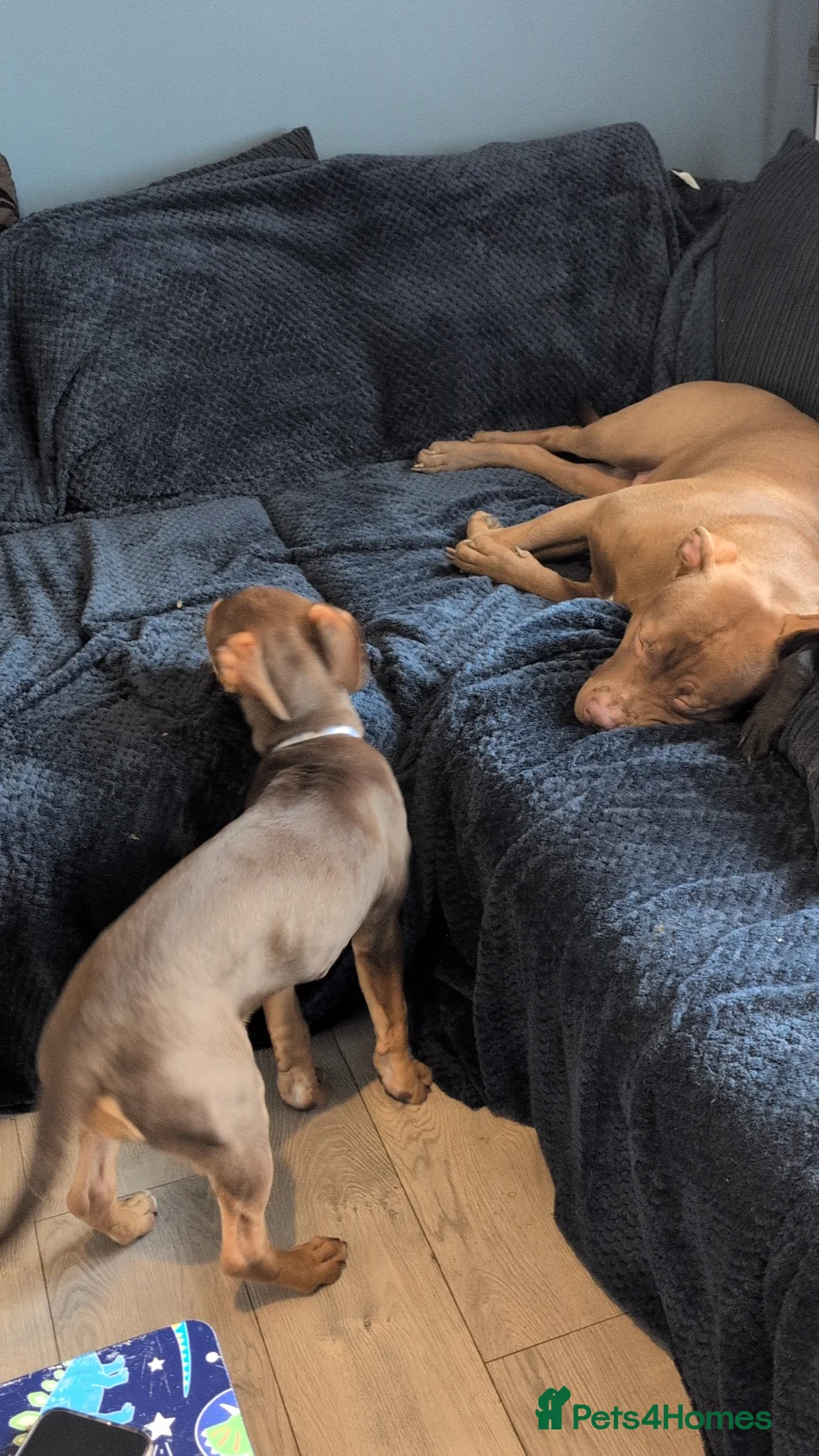 American Bulldog dogs for stud: Erebus  - Advert 7