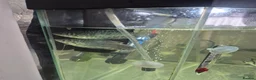 Angelfish fish for sale: Angelfish and gourami - Advert 2