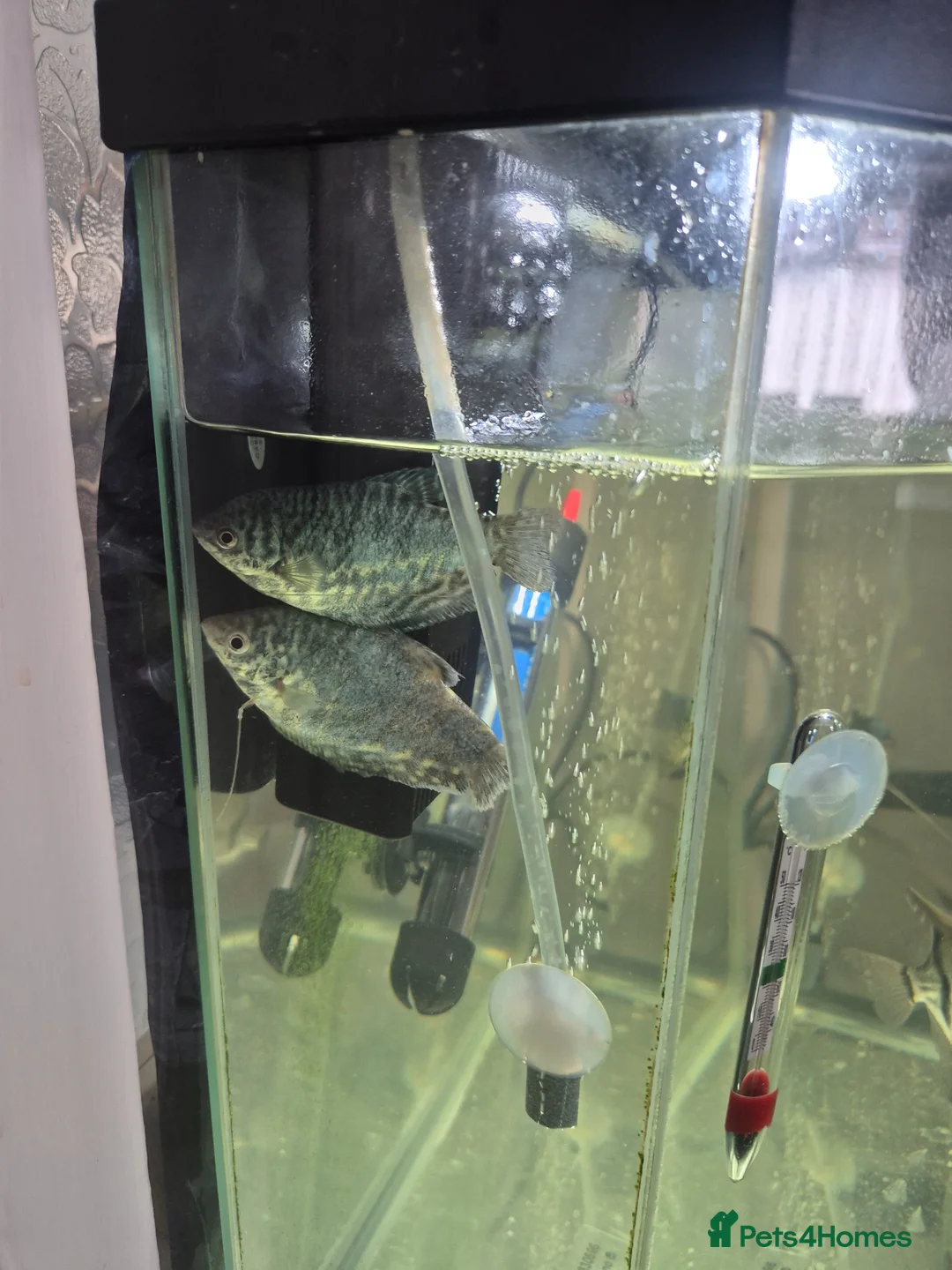 Angelfish fish for sale: Angelfish and gourami - Advert 2