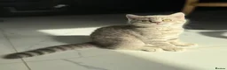 Scottish Fold cats for sale: Full pedigree Scottish fold kittens - Advert 7