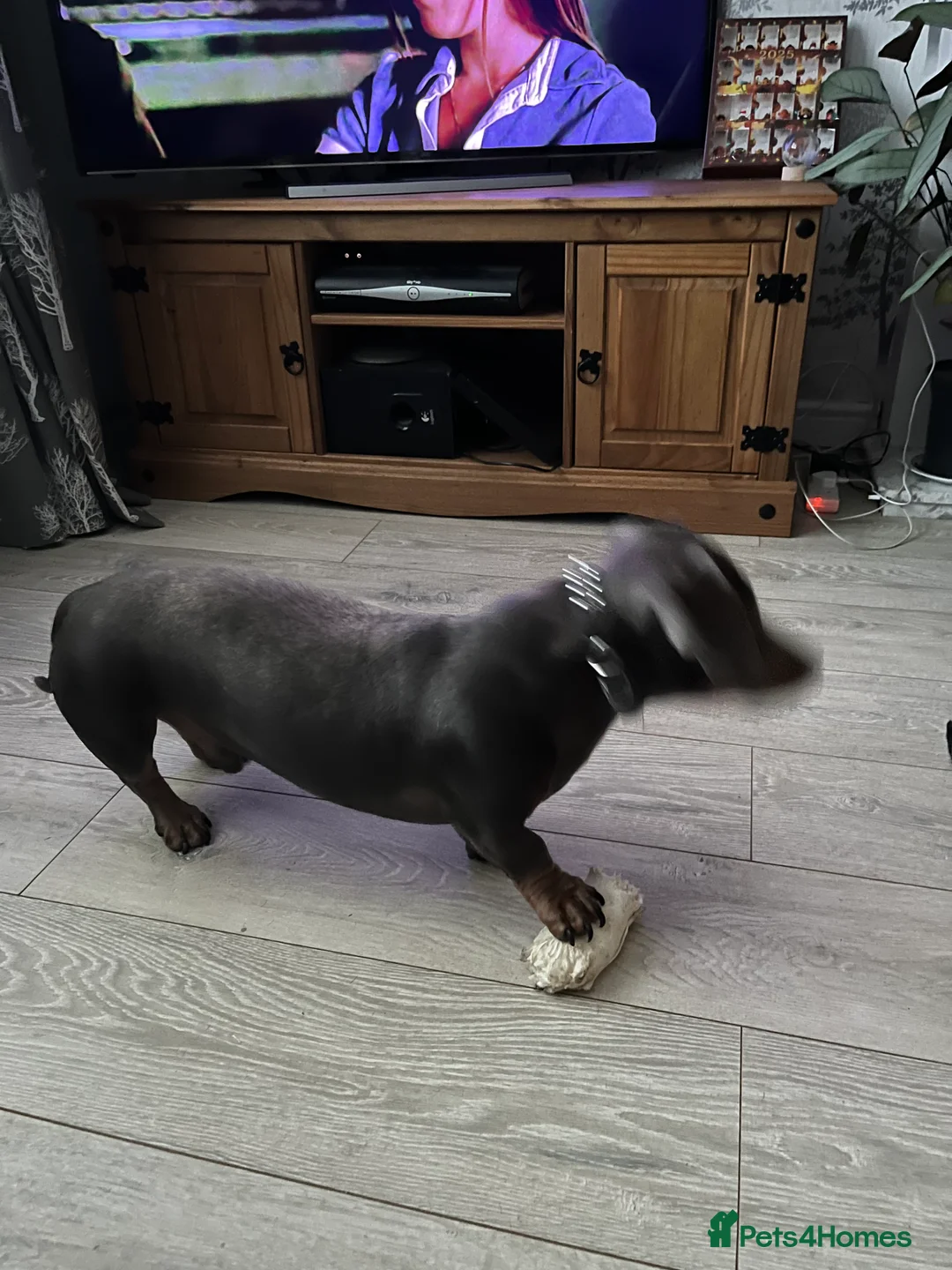Dachshund dogs for stud: My name is blue in Consett - Advert 7