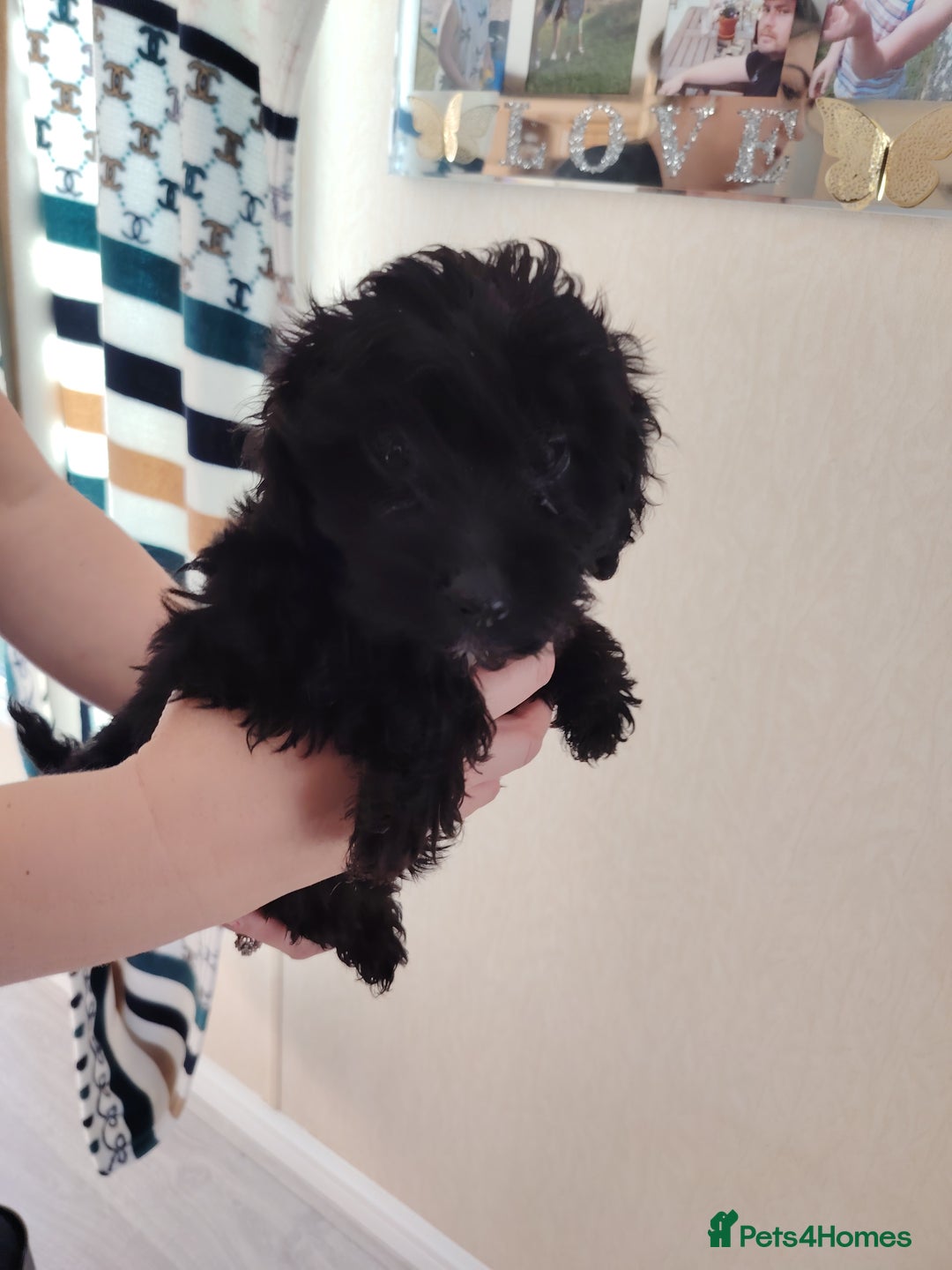 Cavapoo dogs for sale: Cavapoo puppies - Image 7