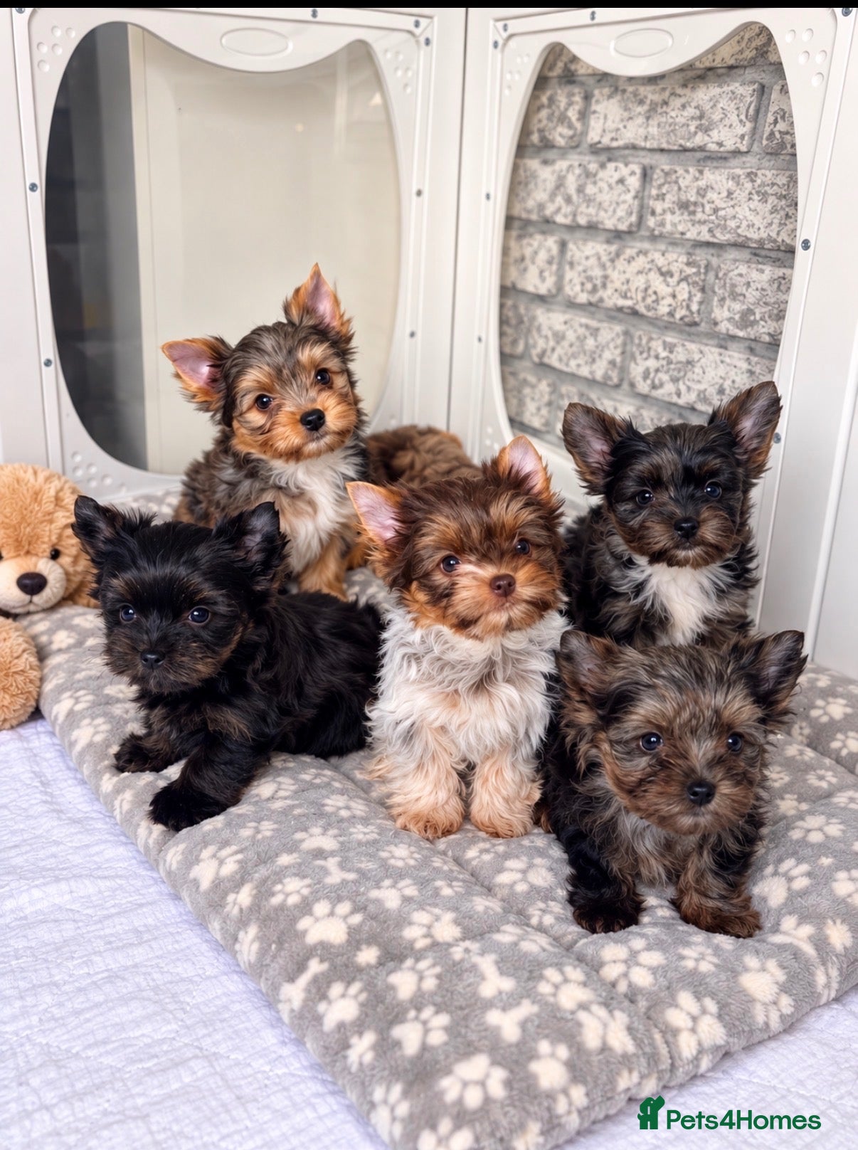 Yorkshire Terrier dogs Yorkshire terrier Merle last two available  - Advert 7