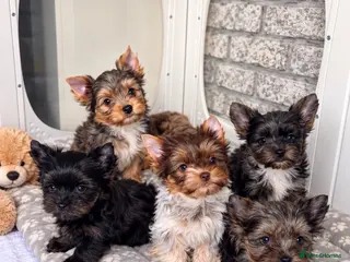 Yorkshire Terrier dogs Yorkshire terrier Merle last two available - Advert 7