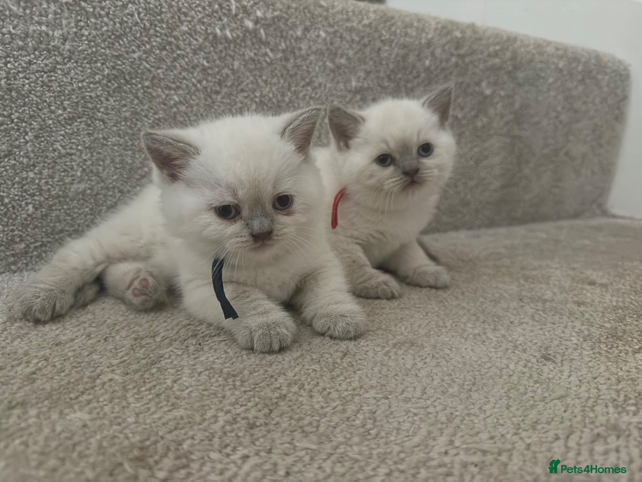 British Shorthair cats for sale: Stunning GCCF-Registered British Shorthair Kittens - Advert 5