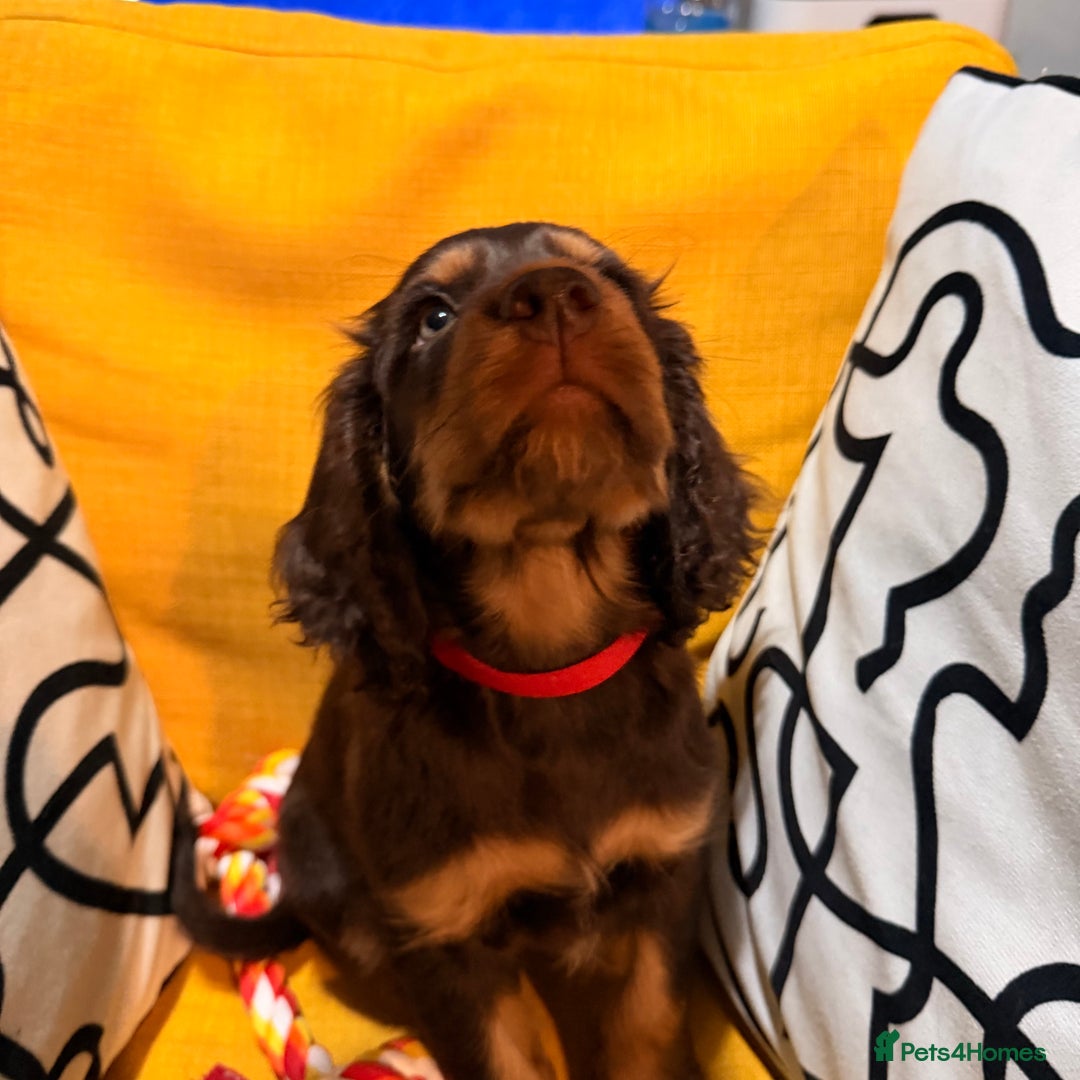 Cocker Spaniel dogs for sale: 7 Stunning Cocker Spaniel Puppies - Advert 15