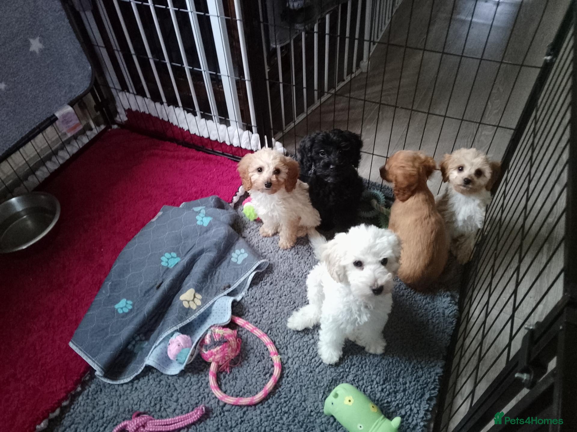 Mixed Breed dogs for sale: Cavapoochon puppies with 5 weeks free insurance  - Advert 3