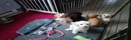 Mixed Breed dogs for sale: Cavapoochon puppies with 5 weeks free insurance  - Advert 3