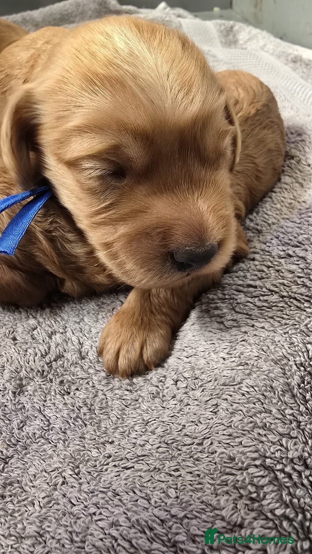 Cockapoo dogs for sale: Champion Line 🏆 F1 Miniature Cockapoo Puppies  - Image 3